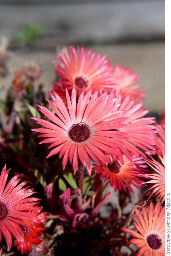 Мезембриантемум хрустальный