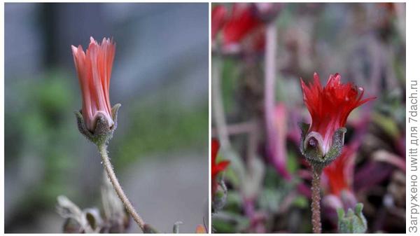 Мезембриантемум хрустальный бутоны