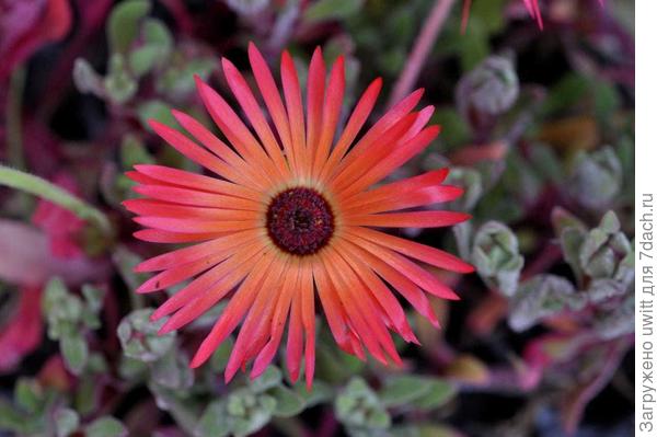 Мезембриантемум хрустальный