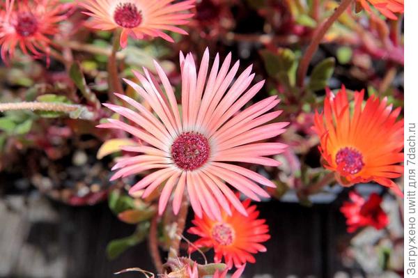 Мезембриантемум хрустальный