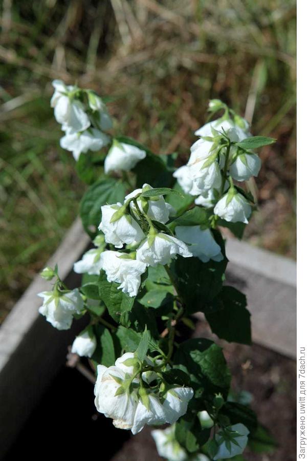 Начинает заканчиваться цветение Арктики