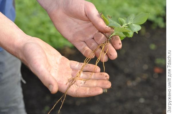 Выкопали одЫн