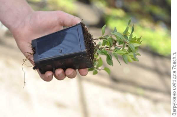 Подращивание