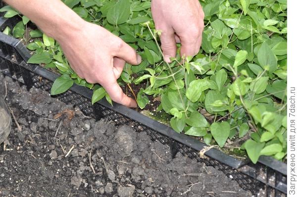 На укоренении