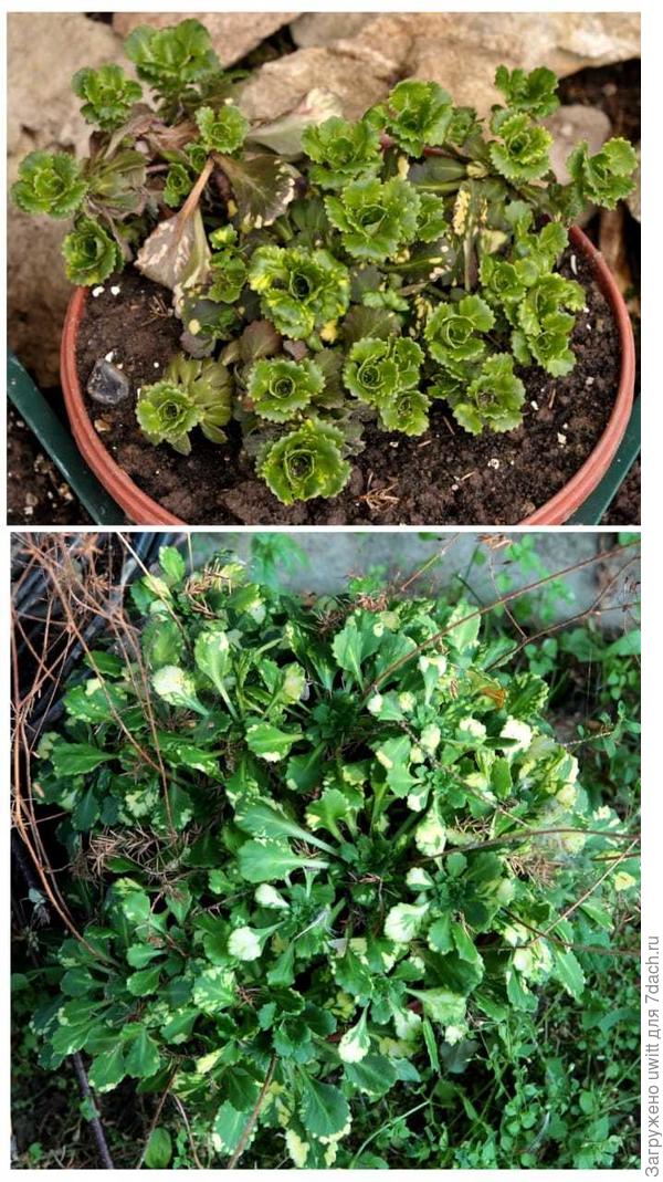 Теневая камнеломка (вариегатная) весна/осень