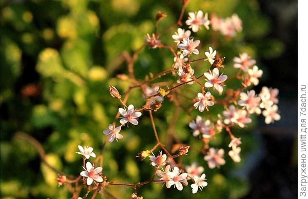 Цветы теневой камнеломки (вариегатной)