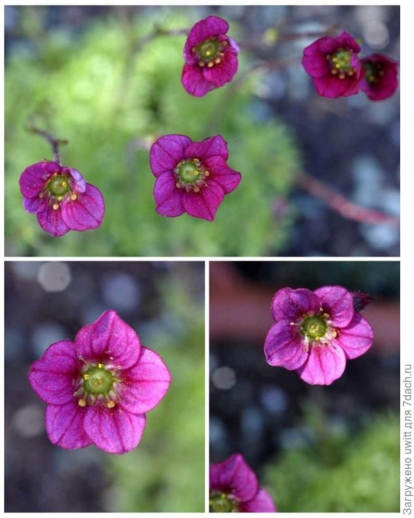 Цветение камнеломки Арендса из семян Пурпурный ковёр, но вроде пересорт