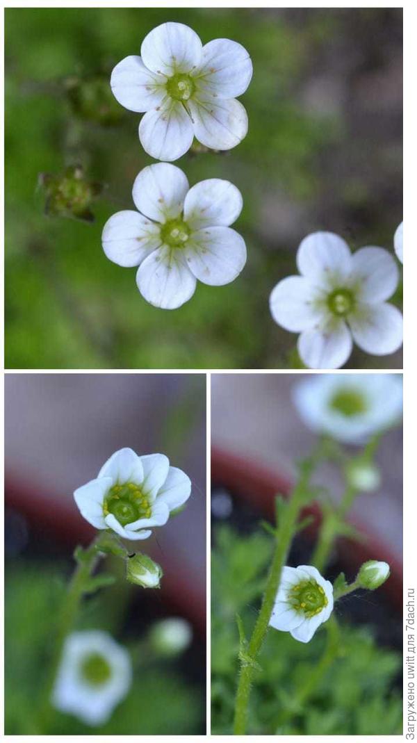 Цветение камнеломки Арендса Белый ковёр