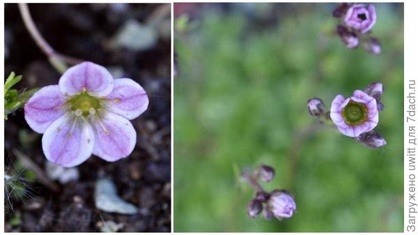 Цветение камнеломки Арендса из семян