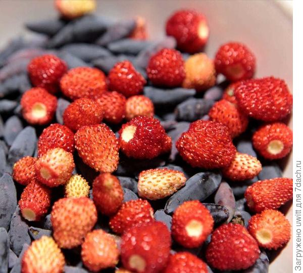 Поздний сорт дождался землянику лесную