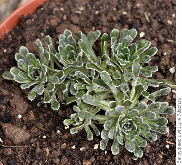 Неопознанная камнеломка