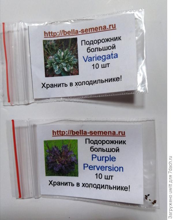 Красивые лекарстненные (а если и нет не страшно🤣) сорняки