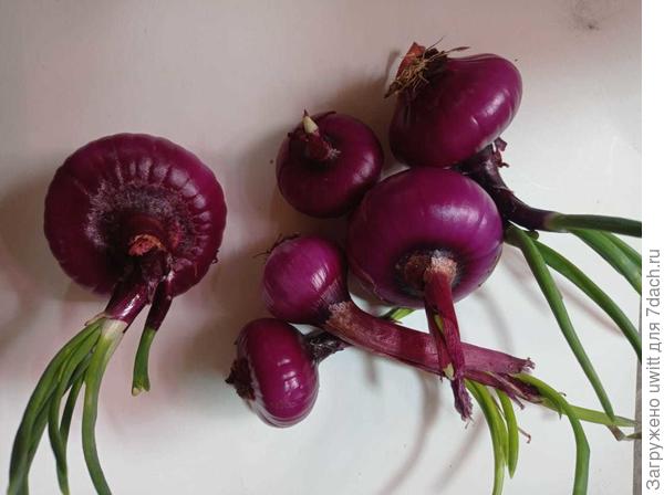 Какие в салат, а какие сажать?