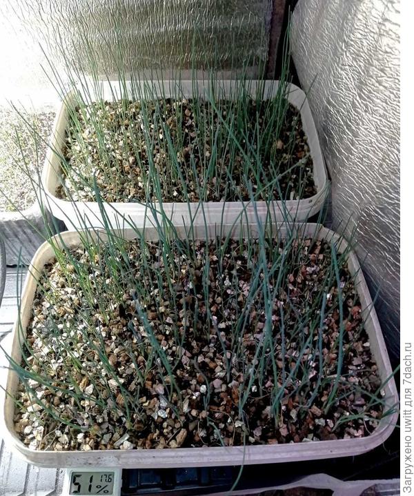 Ящички что-то около 5 л, из под развесного творога с рынка