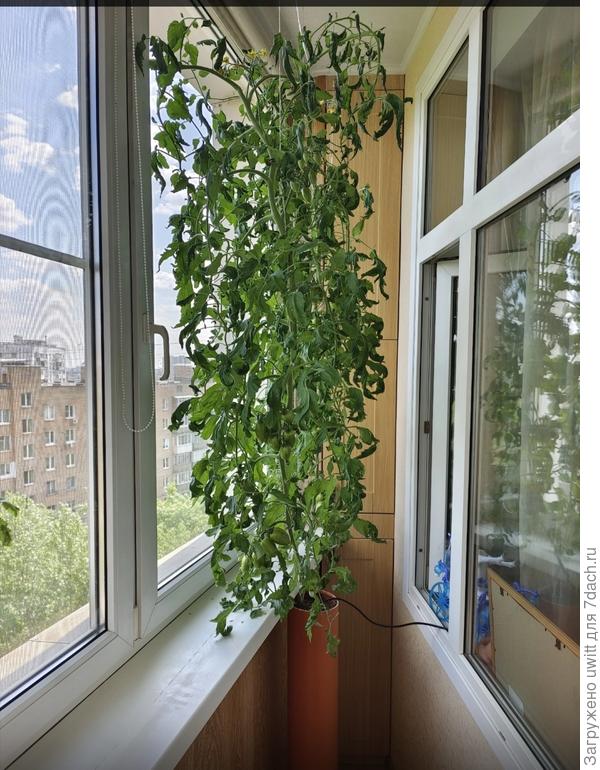 На московском балконе индент, фото не мое https://vk.com/wall-211232976_2946