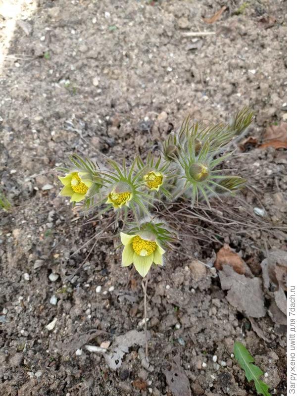 Начало раскрытия цветов