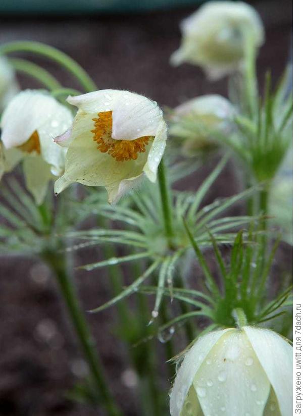 Немного выгорают на солнце
