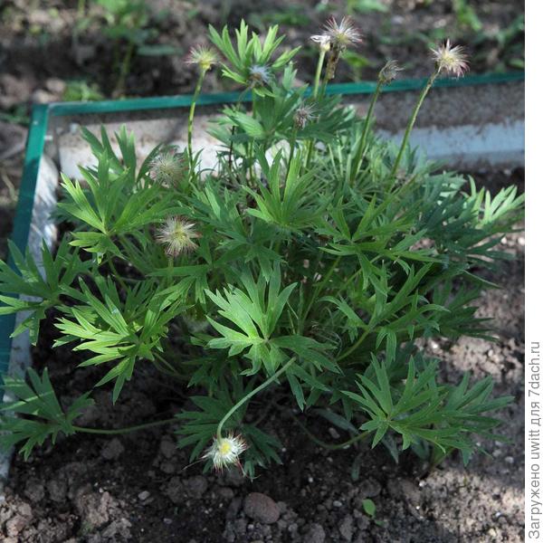 Вызревание семян