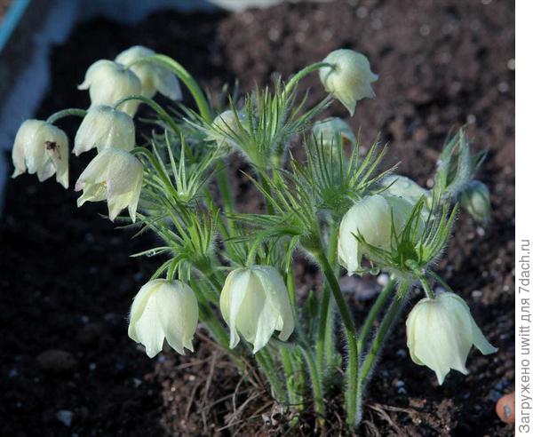 После грозы с градом