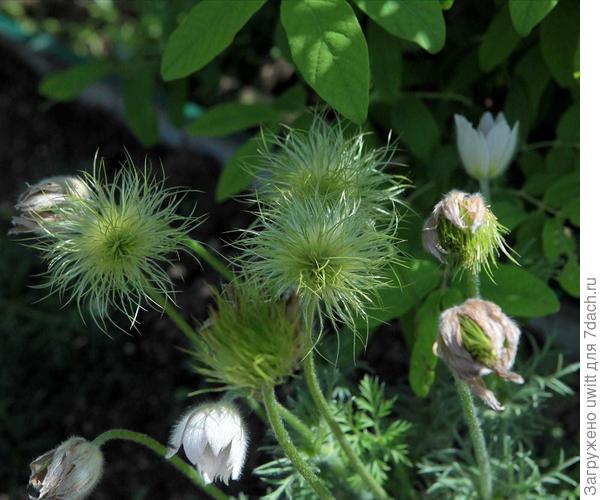 Планы на лето — рассада прострелов из семян Папагено