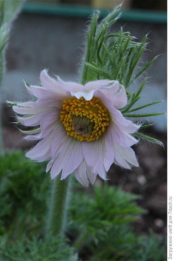 У Папагено может быть один или два ряда рассеченных лепестков