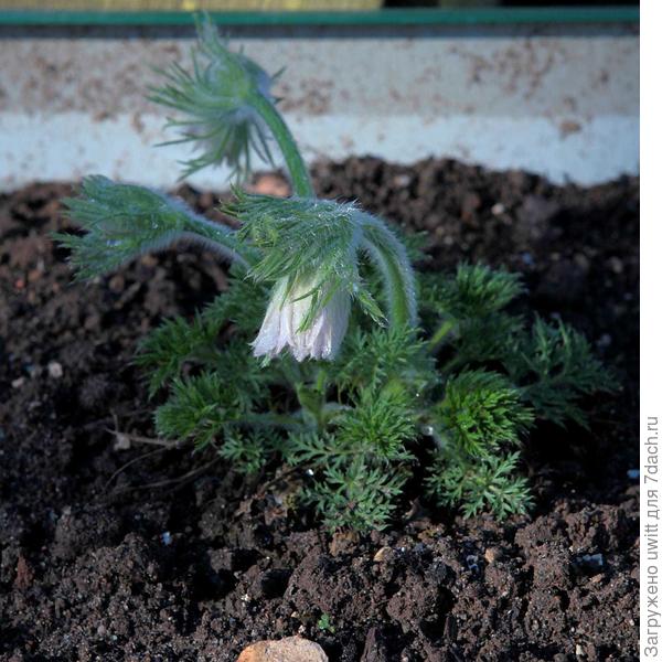 Пока цветок не распустится полностью, невозможно даже понять сорт