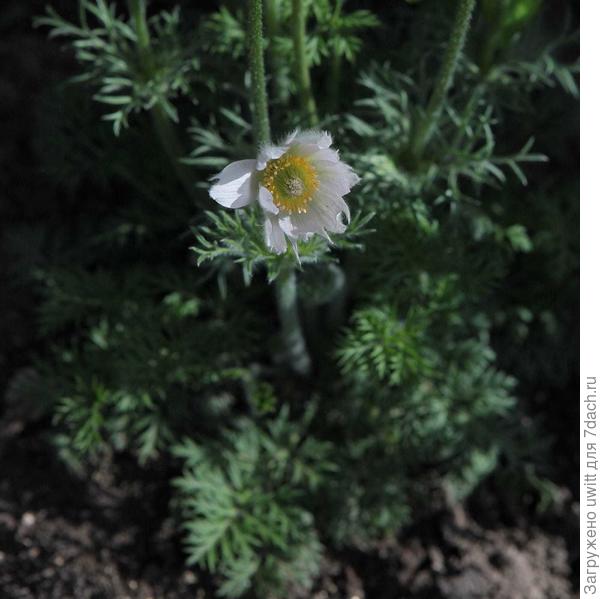 Последние цветки мельчают, зато могли опылиться с фиолетовых сортов