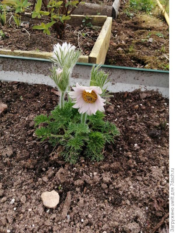 Схема посадки 50х50 см и регулярная прополка обязательны для всех сортов прострелов