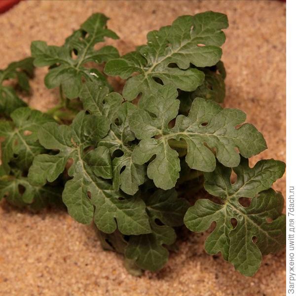 Перерощенная рассада