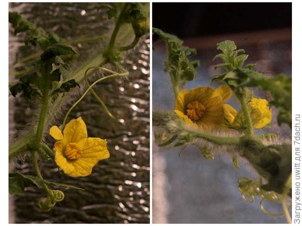 Цветы-мальчики