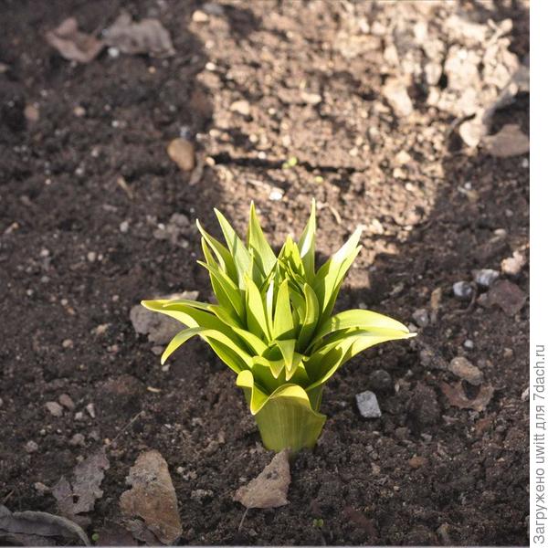 Начало вегетации весной