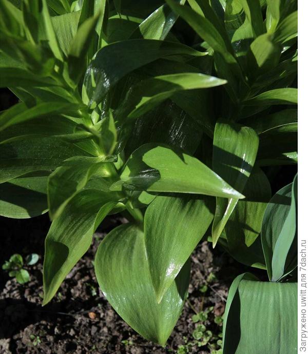 Потрясающий глянец листвы на солнце