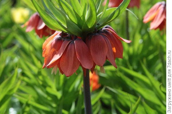 Цветение 'Maxima Rubra'