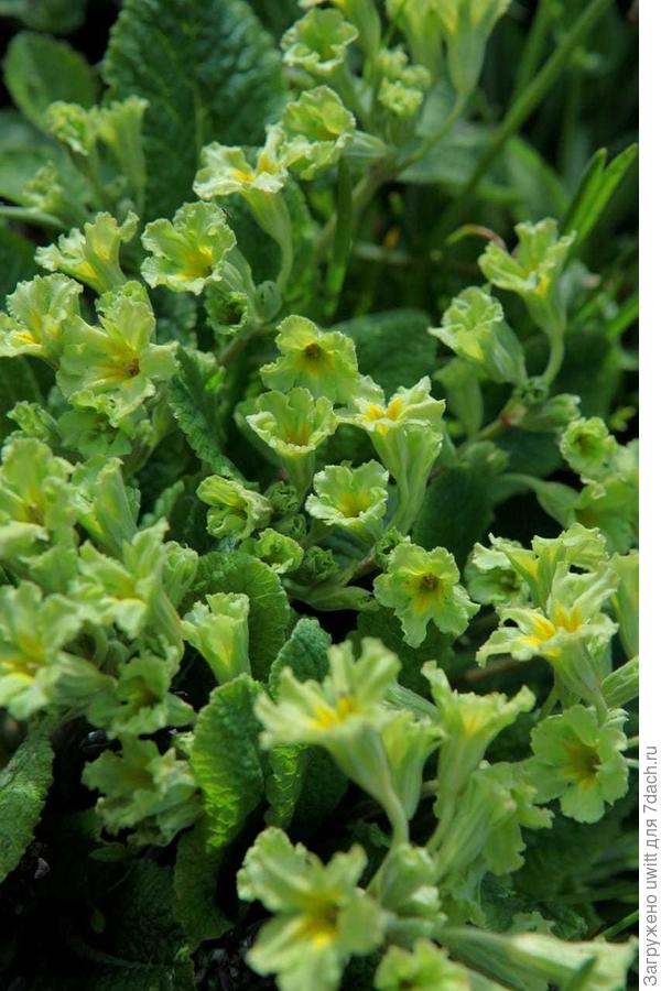 Раскрытие цветков