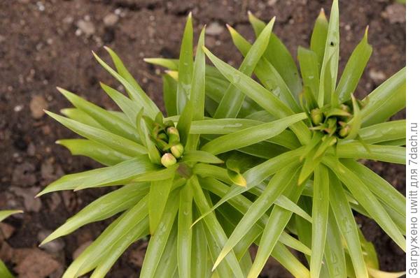 Выход цветоносов