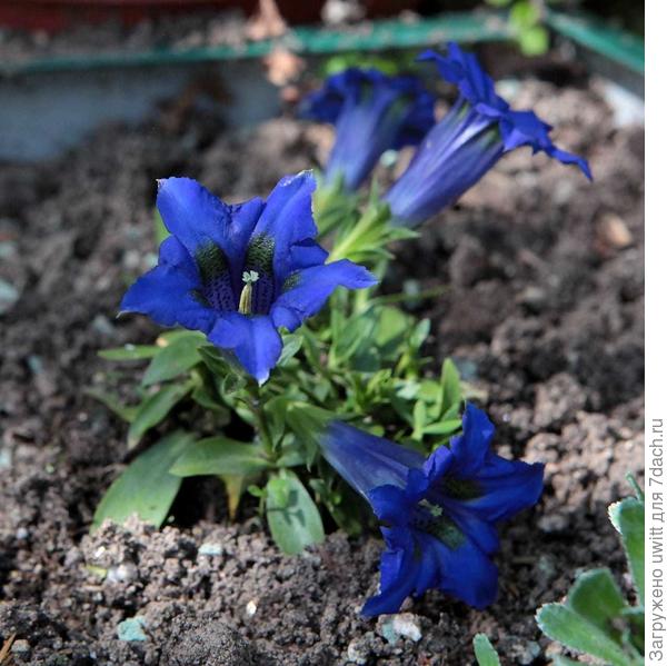 Горечавка бесстебельная Blue Horizon