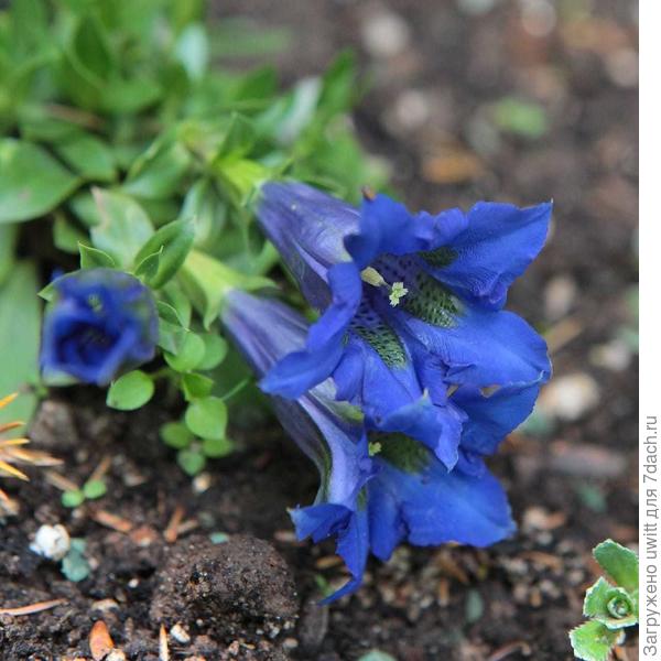 Горечавка бесстебельная Blue Horizon