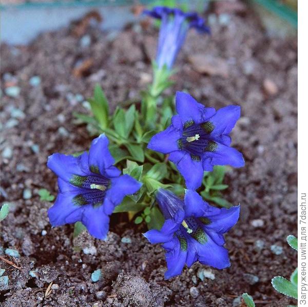 Букет цветков