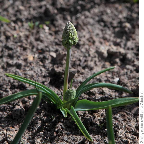 А это и есть чупа-чупс , увиденный дочкой