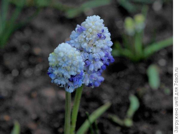 Последний этап прокраски гроздевого соцветия