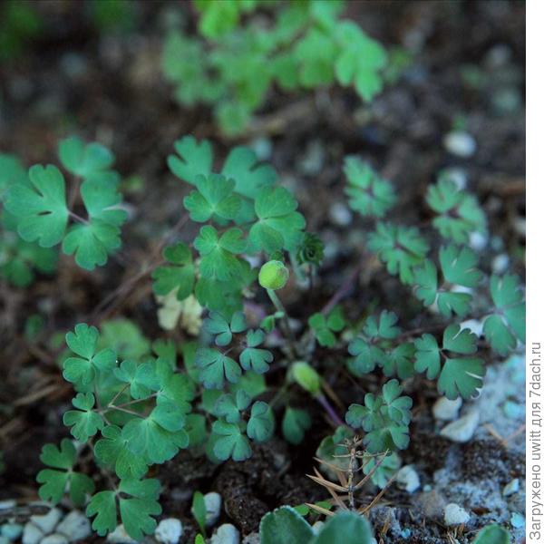 Второй водосбор набирает бутоны