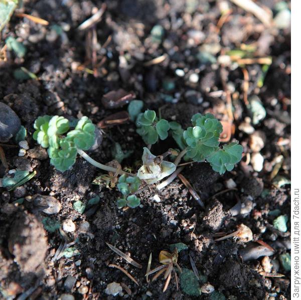 Начало вегетации saximontana