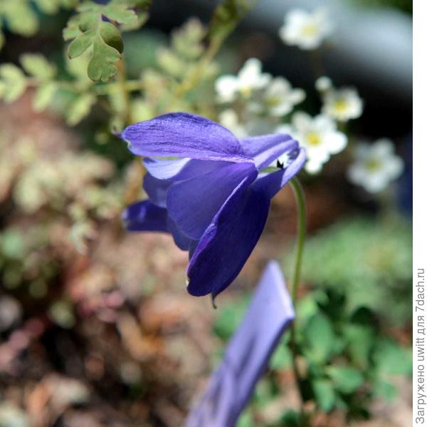 На солнце синяя с фиолетовым оттенком