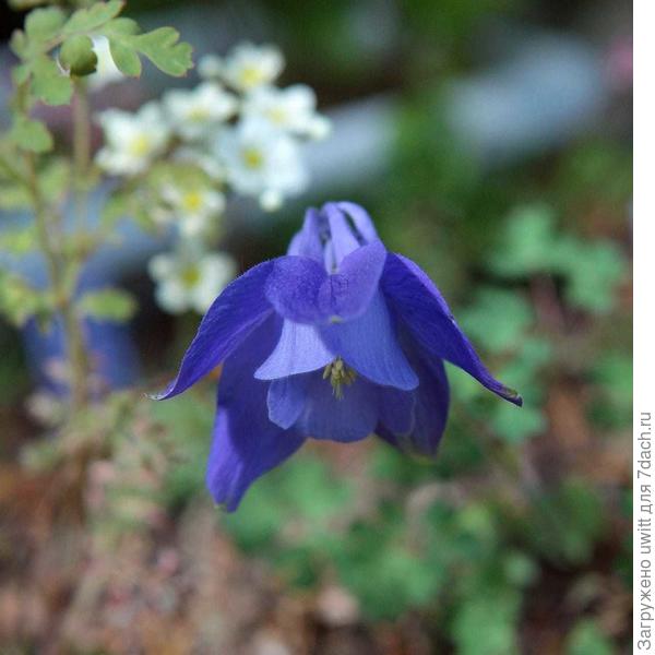 Аквилегия на хохлатке с цветами камнеломки