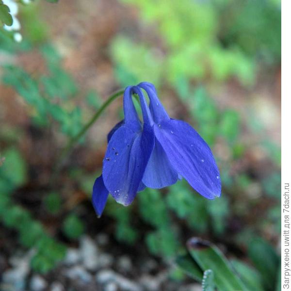 Цветок любимого цвета