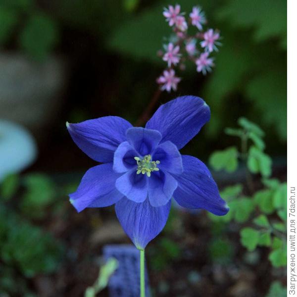 Небесная звезда