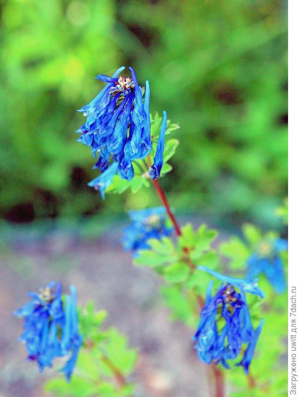 Цветки поближе и вечером в тени