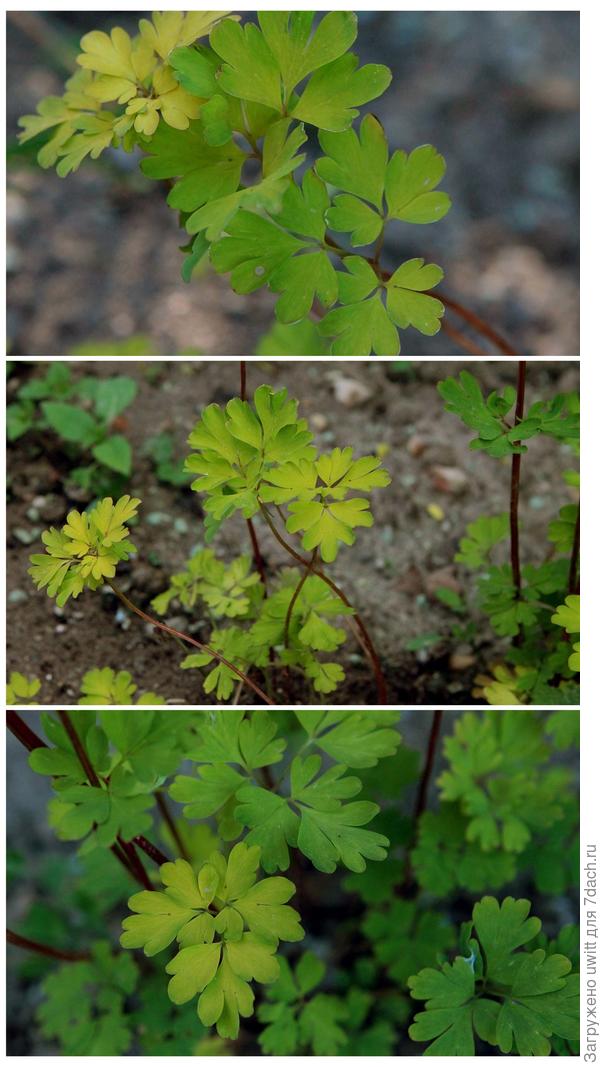 Листья-пёрышки