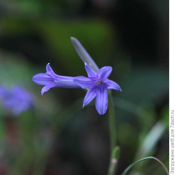 Постепенно цветки распускаются