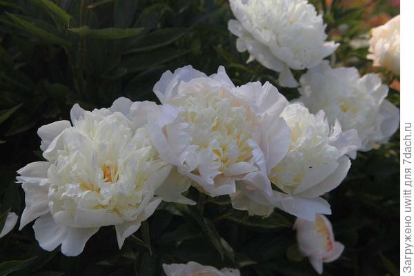 Цветение пиона Primavera